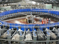 Rotary Parlour at Broadwigg Farm © Andy Farrington :: Geograph Britain and Ireland Rotary Parlour at Broadwigg Farm &copy; Andy... 