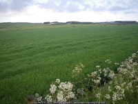 Fields northwest of Quoscies © C Michael Hogan :: Geograph Britain and Ireland Fields northwest of Quoscies &copy; C Michael Hogan