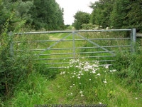 Yarrow by the gate on London Lane © Evelyn Simak :: Geograph Britain and Ireland Yarrow by the gate on London Lane &copy; Evelyn... 