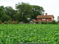 Cabbages behind Barnsdale Cottages © Christine Johnstone cc-by-sa/2.0 :: Geograph Britain and Ireland Cabbages behind Barnsdale... 