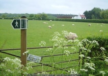 Sheep by Ramsden Farm © Derek Harper :: Geograph Britain and Ireland Sheep by Ramsden Farm &copy; Derek Harper