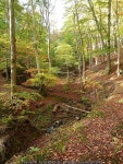 Stream bed in Letah Wood © Oliver Dixon cc-by-sa/2.0 :: Geograph Britain and Ireland Stream bed in Letah Wood &copy; Oliver... 
