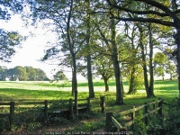 Oaks on the edge of pasture Alderholt... © Clive Perrin cc-by-sa/2.0 :: Geograph Britain and Ireland Oaks on the edge of pasture... 