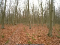 Small path - Black Wood © Fernweh cc-by-sa/2.0 :: Geograph Britain and Ireland Small path - Black Wood &copy; Fernweh cc-by-sa/2.0
