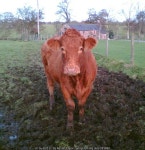 Cow © Adrian Taylor :: Geograph Britain and Ireland Cow &copy; Adrian Taylor