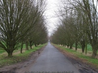 Trees line Lodge Road © Roger Jones :: Geograph Britain and Ireland Trees line Lodge Road &copy; Roger Jones