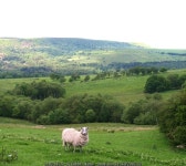 Sheep country © Gordon Hatton cc-by-sa/2.0 :: Geograph Britain and Ireland Sheep country &copy; Gordon Hatton cc-by-sa/2.0