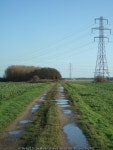 Copse at Clifton Pasture © Martyn Davies cc-by-sa/2.0 :: Geograph Britain and Ireland Copse at Clifton Pasture &copy; Martyn... 