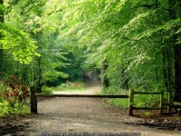 Track into the forest © Jonathan Billinger cc-by-sa/2.0 :: Geograph Britain and Ireland Track into the forest &copy; Jonathan... 