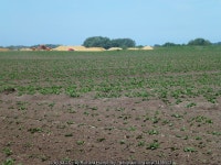 Potato crop off Long North Fen Drove © Richard Humphrey :: Geograph Britain and Ireland Potato crop off Long North Fen Drove... 