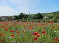 Foreground colour and Rottingdean... © Peter Whitcomb cc-by-sa/2.0 :: Geograph Britain and Ireland Foreground colour and... 