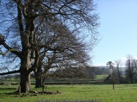 Imposing oak trees, Bicton College © Tom Jolliffe cc-by-sa/2.0 :: Geograph Britain and Ireland Imposing oak trees, Bicton... 