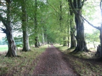 Beech lined track leading towards Kemnay © Maggie Cox cc-by-sa/2.0 :: Geograph Britain and Ireland Beech lined track leading... 