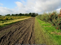 Muddy Track leading to Durlock Road © Chris Heaton cc-by-sa/2.0 :: Geograph Britain and Ireland Muddy Track leading to Durlock... 