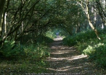 Path through Bardon Hill Wood © Mat Fascione :: Geograph Britain and Ireland Path through Bardon Hill Wood &copy; Mat Fascione