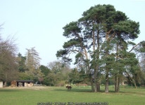 Pine Trees and Grazing, Gatacre Park,... © Roger Kidd cc-by-sa/2.0 :: Geograph Britain and Ireland Pine Trees and Grazing... 