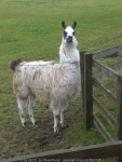 Llama at the Holmes © Oliver Dixon cc-by-sa/2.0 :: Geograph Britain and Ireland Llama at the Holmes &copy; Oliver Dixon cc-by-sa/2.0