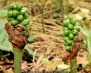 Lords and ladies, Minnowburn, Belfast... © Albert Bridge cc-by-sa/2.0 :: Geograph Britain and Ireland Lords and ladies... 