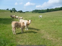 Calves near Dean Court © Marathon :: Geograph Britain and Ireland Calves near Dean Court &copy; Marathon