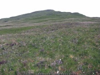 South facing slope of A Chorra-Bheinn © Richard Dorrell cc-by-sa/2.0 :: Geograph Britain and Ireland South facing slope of A... 