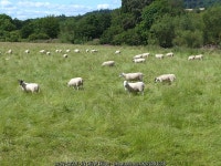 Sheep on the Teviot floodplain © Oliver Dixon cc-by-sa/2.0 :: Geograph Britain and Ireland Sheep on the Teviot floodplain... 