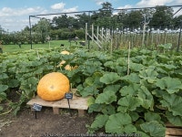 Pumpkin, Royal Horticultural Society... © Christine Matthews :: Geograph Britain and Ireland Pumpkin, Royal Horticultural... 