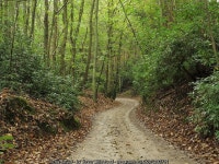 Forestry road descending in Edwards... © Trevor Littlewood :: Geograph Britain and Ireland Forestry road descending in Edward... 