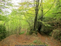 Ashen Plains Wood © Derek Harper :: Geograph Britain and Ireland Ashen Plains Wood &copy; Derek Harper