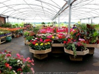 Plant area, Trioscape Garden Centre © Jonathan Billinger cc-by-sa/2.0 :: Geograph Britain and Ireland Plant area, Trioscape... 