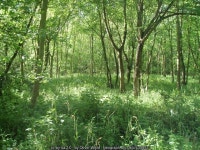 Clapham park woodland © Oliver White :: Geograph Britain and Ireland Clapham park woodland &copy; Oliver White