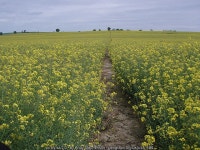 Oil Seed Rape on the HOEW © Andy Stephenson cc-by-sa/2.0 :: Geograph Britain and Ireland Oil Seed Rape on the HOEW &copy; Andy... 