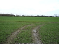 Tracks in young crop field, West End © JThomas :: Geograph Britain and Ireland Tracks in young crop field, West End &copy; JThomas