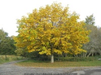 Caucasian wing-nut in Autumn colour © M J Richardson :: Geograph Britain and Ireland Caucasian wing-nut in Autumn colour... 