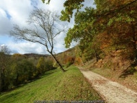 Track through Woodchester Park © Philip Halling :: Geograph Britain and Ireland Track through Woodchester Park &copy; Philip Halling