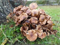 Fungi on a tree stump © Philip Halling cc-by-sa/2.0 :: Geograph Britain and Ireland Fungi on a tree stump &copy; Philip Halling... 