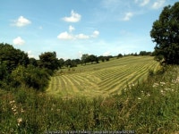 Hay Meadow © John Fielding cc-by-sa/2.0 :: Geograph Britain and Ireland Hay Meadow &copy; John Fielding cc-by-sa/2.0