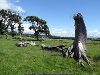 A shattered tree on Aberkin Farm © John Lucas cc-by-sa/2.0 :: Geograph Britain and Ireland A shattered tree on Aberkin Farm... 
