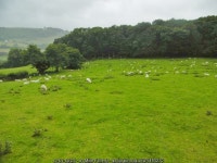 Llwynmawr, sheep grazing © Mike Faherty cc-by-sa/2.0 :: Geograph Britain and Ireland Llwynmawr, sheep grazing &copy; Mike... 