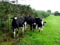 Calves, Killycurragh © Kenneth Allen cc-by-sa/2.0 :: Geograph Britain and Ireland Calves, Killycurragh &copy; Kenneth  Allen cc... 
