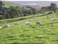 Sheep in the late afternoon sun, Knars... © Marcus Byron :: Geograph Britain and Ireland Sheep in the late afternoon sun, Knars.... 