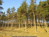 Braeminzion Plantation © Scott Cormie cc-by-sa/2.0 :: Geograph Britain and Ireland Braeminzion Plantation &copy; Scott Cormie cc... 