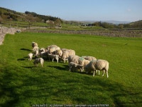 Sheep feeding near Hawkswick Head © Stephen Craven cc-by-sa/2.0 :: Geograph Britain and Ireland Sheep feeding near Hawkswick... 