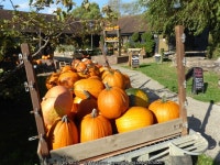 Pumpkins at Castle Farm © Marathon cc-by-sa/2.0 :: Geograph Britain and Ireland Pumpkins at Castle Farm &copy; Marathon cc-by-sa/2.0