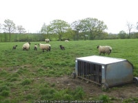 Sheep and feeder near Willow Hill Farm © Oliver Dixon :: Geograph Britain and Ireland Sheep and feeder near Willow Hill Farm... 