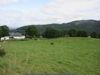 Cattle at Leitchill (C) Scott Cormie :: Geograph Britain and Ireland Cattle at Leitchill (C) Scott Cormie
