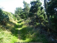 Windfall beside the bridleway © Russel Wills :: Geograph Britain and Ireland Windfall beside the bridleway &copy; Russel Wills