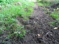 Evidence of badgers © Philip Halling cc-by-sa/2.0 :: Geograph Britain and Ireland Evidence of badgers &copy; Philip Halling cc... 