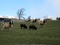 Sheep at Tainant Farm (C) John H Darch :: Geograph Britain and Ireland Sheep at Tainant Farm (C) John H Darch
