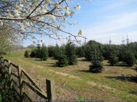 Easter blossom and Christmas trees (C) Roy Hughes :: Geograph Britain and Ireland Easter blossom and Christmas trees (C) Roy Hughes