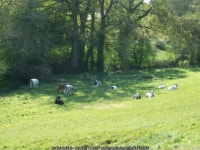 Herding in the shade © Neil Owen cc-by-sa/2.0 :: Geograph Britain and Ireland Herding in the shade &copy; Neil Owen cc-by-sa/2.0
